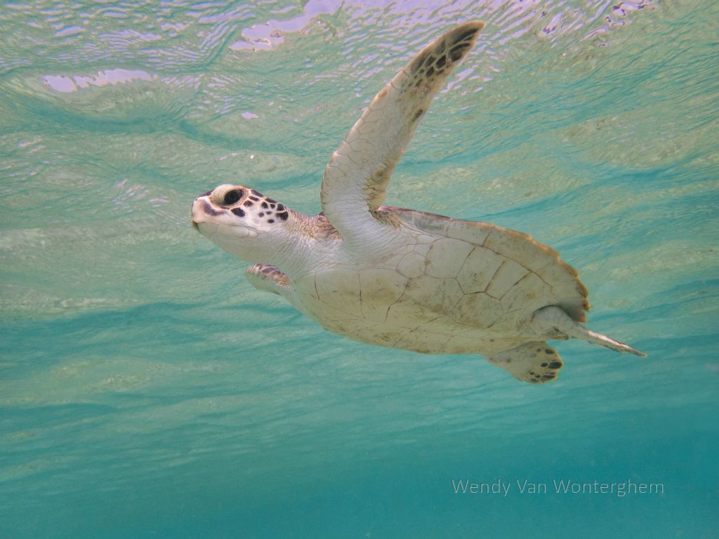 Bonaire