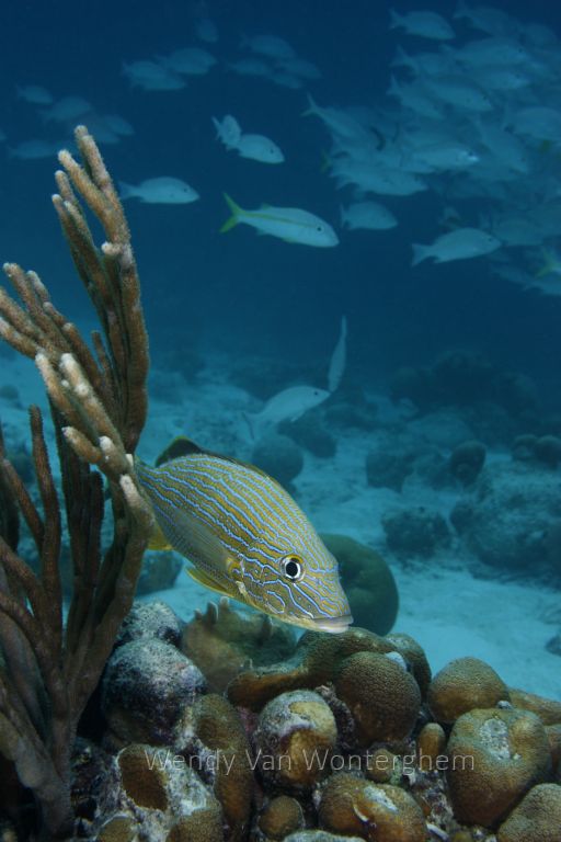 Bonaire