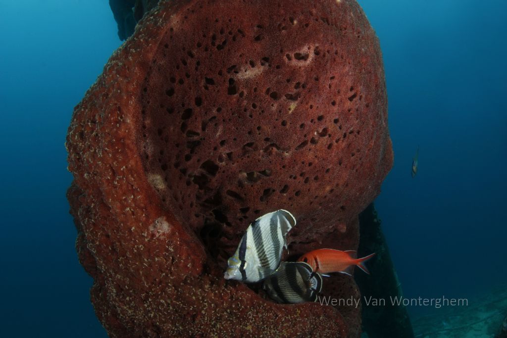 Bonaire